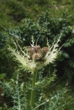 0440 2018-08-03 3603 Spiniest Thistle, Cirsium spinosissimum, 2400m, by Senda Segantini E of Muottas Muragl