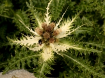 0450 2018-08-04 4122 Spiniest Thistle, Cirsium spinosissimum, 2600m, below Lej da Diavolezza