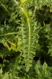 0460 2018-08-04 4125 Leaves of Spiniest Thistle, Cirsium spinosissimum, 2600m, below Lej da Diavolezza