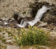 0470 2018-08-04 4129 Spiniest Thistle, Cirsium spinosissimum, 2600m, below Lej da Diavolezza