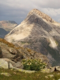 0480 2018-08-04 4114F Spiniest Thistle and Piz Alv from below Lej da Diavolezza