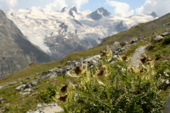 0490 2018-08-05 4276 Spiniest Thistle, Cirsium spinosissimum, 2600m, S of Fuorcla Surlej