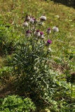 0500 2018-08-08 4966 Unknown Thistle, possibly Cirsium, 1800m, above Godin