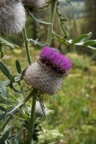 0510 2018-08-08 4968 Unknown Thistle, possibly Cirsium, 1800m, above Godin