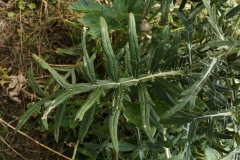 0520 2018-08-08 4971 Leaves of Unknown Thistle, possibly Cirsium, 1800m, above Godin