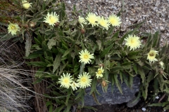 0530 2018-08-03 3598 Wall Hawk's Beard, Crepis tectorum, 2400m, by Senda Segantini SE of Muottas Muragl