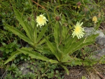 0540 2018-08-08 4959 Wall Hawk's Beard, Crepis tectorum, 1900m, above Godin