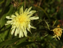 0550 2018-08-08 4961 Wall Hawk's Beard, Crepis tectorum, 1900m, above Godin