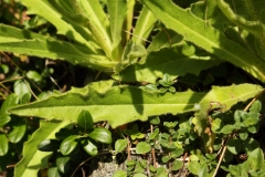 0560 2018-08-08 4962 Leaves of Wall Hawk's Beard, Crepis tectorum, 1900m, above Godin