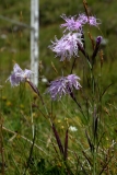 0570 2018-08-03 3609 Large Pink, Dianthus superbus, 2400m, by Senda Segantini E of Muottas Muragl