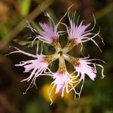 0580 2018-08-06 4564 Large Pink, Dianthus superbus, 2100m, S of Roseg