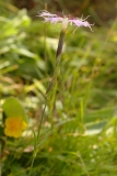 0590 2018-08-06 4565 Large Pink, Dianthus superbus, 2100m, S of Roseg