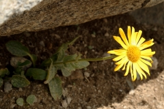 0600 2018-08-04 3967 Large-flowered Leopard's-bane, Doronicum grandifolium, 3100m, by path on Munt Pers