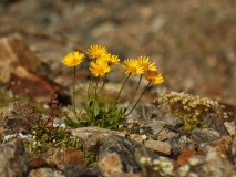 0610 2018-08-04 4010 Large-flowered Leopard's-bane, Doronicum grandifolium, 2900m, below Berghaus Diavolezza