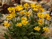 0620 2018-08-04 4013 Large-flowered Leopard's-bane, Doronicum grandifolium, 2900m, below Berghaus Diavolezza