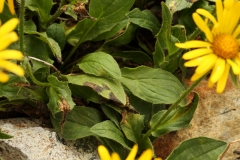 0630 2018-08-04 4015 Leaves of Large-flowered Leopard's-bane, Doronicum grandifolium, 2900m, below Berghaus Diavolezza