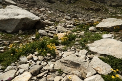 0640 2018-08-05 4211 Large-flowered Leopard's-bane, Doronicum grandifolium, 2600m, SE of Fuorcla Surlej