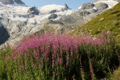 0650 2018-08-06 4415 Rosebay Willow-herb, Epilobium angustifolium, 2400m, above Lej da Vadret