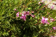 0670 2018-08-05 4264 Rosebay Willow-herb, Epilobium angustifolium, 2600m, S of Fuorcla Surlej