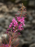 0680 2018-08-06 4539 Rosebay Willow-herb, Epilobium angustifolium, 2000m, S of Roseg