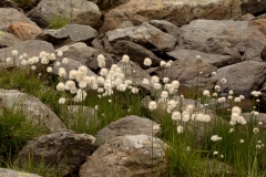 0710 2018-08-04 4083 Scheuchzer's Cotton-grass, Eriophorum scheuchzeri, 2600m, by Lej da Diavolezza