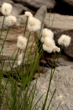 0720 2018-08-04 4085 Scheuchzer's Cotton-grass, Eriophorum scheuchzeri, 2600m, by Lej da Diavolezza