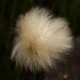 0730 2018-08-04 4094 Scheuchzer's Cotton-grass, Eriophorum scheuchzeri, 2600m, by Lej da Diavolezza