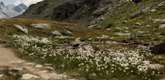 0750 2018-08-05 4207 Scheuchzer's Cotton-grass, Eriophorum scheuchzeri, 2600m, SE of Fuorcla Surlej