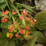 0770 2018-08-07 4722 Wood Spurge, Euphorbia amygdaloides, 2000m, S of Roseg