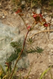 0780 2018-08-06 4566 Cypress Spurge, Euphorbia cyparissias, 2100m, S of Roseg