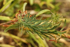 0800 2018-08-06 4568 Leaf of Cypress Spurge, Euphorbia cyparissias, 2100m, S of Roseg