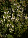 0810 2018-08-06 4484 Eyebright, Euphrasia officinalis, 2200m, by Lej da Vadret