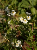 0820 2018-08-06 4485 Eyebright, Euphrasia officinalis, 2200m, by Lej da Vadret