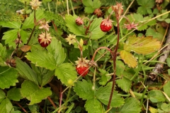 0830 2018-08-07 4732 Wild Strawberry, Fragaria vesca, 2000m, S of Roseg