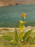 0840 2018-08-04 4065 Spotted Gentian, Gentiana punctata, 2600m, above Lej da Diavolezza