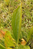 0850 2018-08-04 4066 Leaves of Spotted Gentian, Gentiana punctata, 2600m, above Lej da Diavolezza