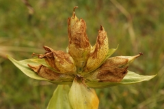 0860 2018-08-04 4069 Spotted Gentian, Gentiana punctata, 2600m, above Lej da Diavolezza