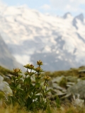 0870 2018-08-05 4215 Spotted Gentian, Gentiana punctata, 2600m, SE of Fuorcla Surlej