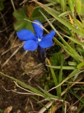 0880 2018-08-03 3675 Spring Gentian, Gentiana verna,  2700m, SE of Chamanna Segantini