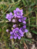 0890 2018-08-03 3650 Chiltern Gentian, Gentianella germanica, 2700m, by Senda Segantini SE of Chamanna Segantini