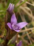 0900 2018-08-05 4303 Chiltern Gentian, Gentianella germanica, 2600m, approaching Chamanna Coaz