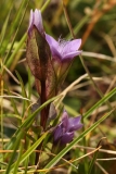 0910 2018-08-05 4304 Chiltern Gentian, Gentianella germanica, 2600m, approaching Chamanna Coaz