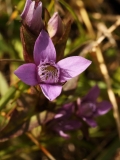 0920 2018-08-05 4306 Chiltern Gentian, Gentianella germanica, 2600m, approaching Chamanna Coaz