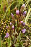 0930 2018-08-05 4307 Chiltern Gentian, Gentianella germanica, 2600m, approaching Chamanna Coaz