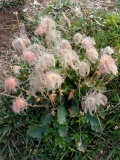 0940 2018-08-03 3600 Creeping Avens, Geum reptans, Fruiting, 2400m, by Senda Segantini SE of Muottas Muragl