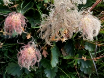 0950 2018-08-03 3601 Creeping Avens, Geum reptans, Fruiting, 2400m, by Senda Segantini SE of Muottas Muragl