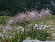 0960 2018-08-03 3593 Creeping Avens, Geum reptans, Fruiting, 2400m, by Senda Segantini SE of Muottas Muragl