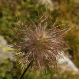 0975 2018-08-08 4937 Creeping Avens, Geum reptans, Fruiting, 2700m, below Lej Muragl