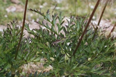 0980 2018-08-03 3595 Leaves of Creeping Avens, Geum reptans, 2400m, by Senda Segantini SE of Muottas Muragl