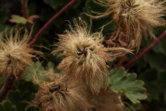 0990 2018-08-04 4020 Creeping Avens, Geum reptans, Fruiting, 2800m, below Berghaus Diavolezza